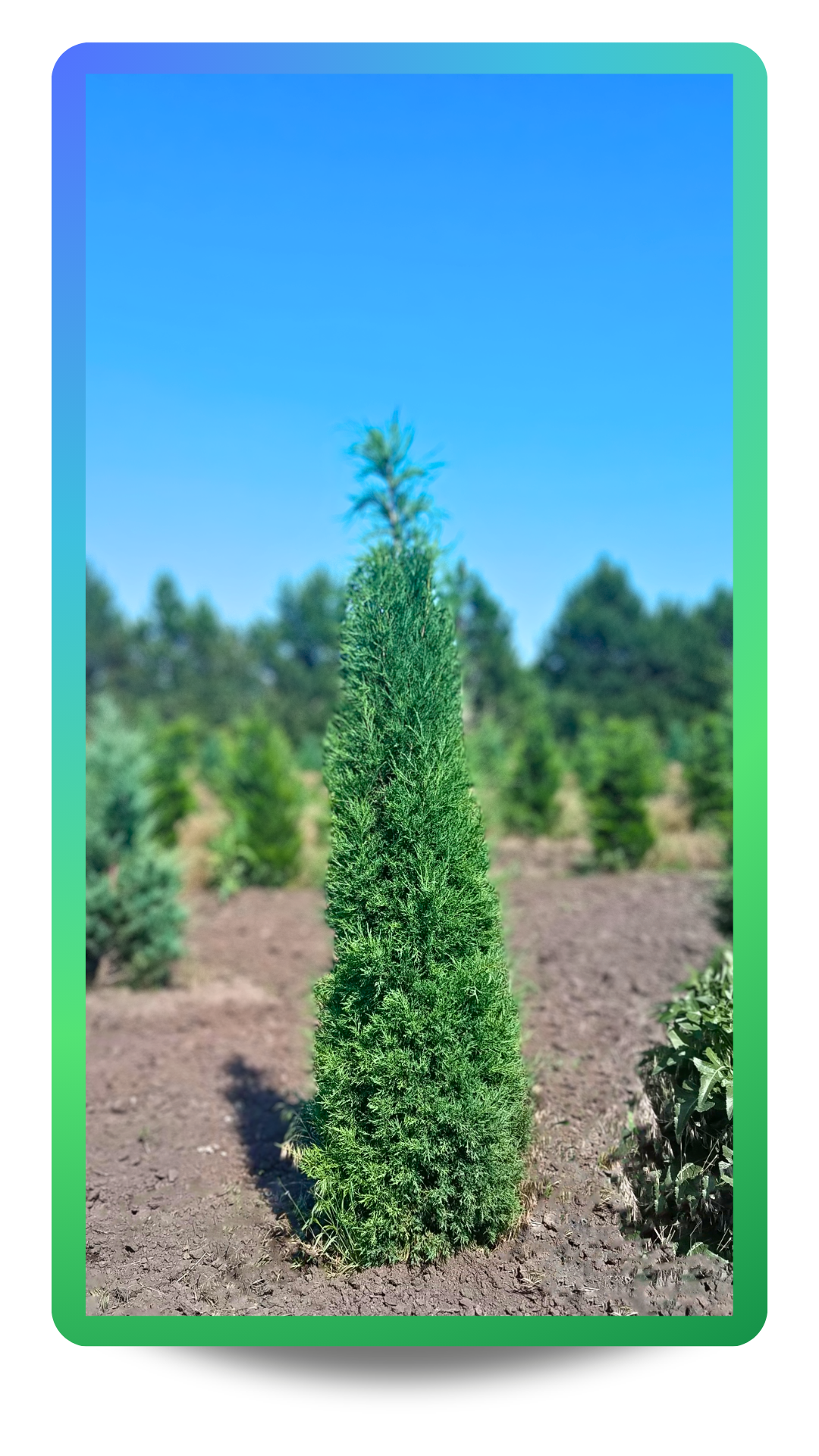 Taylor Juniper with upright romanesque form and blueish green foliage